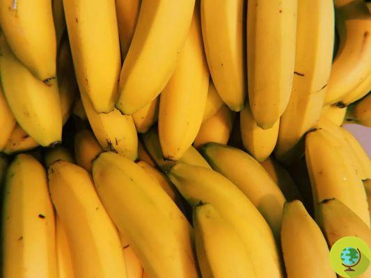 La producción de banano pone en riesgo la vida de los cocodrilos en Costa Rica