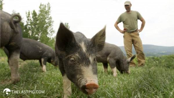 The last pig: the documentary that tells the story of a repentant pig farmer