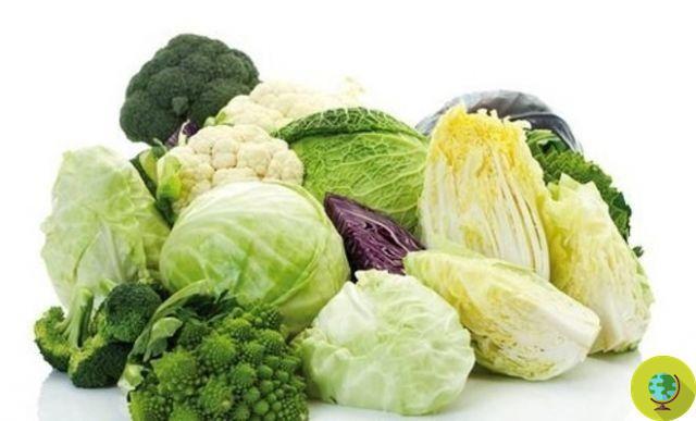 Repollo: la verdura más nutritiva del mundo. Aquí porque