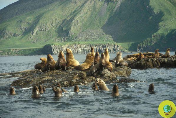 Lobos marinos y focas: carne enlatada a la venta en Japón
