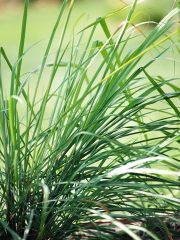 Lemongrass: como cultivar a planta anti-mosquito
