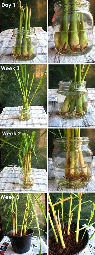 Lemongrass: cómo cultivar la planta anti-mosquitos