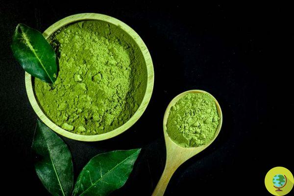  Matcha tea: all the properties, types and uses of the Japanese elixir