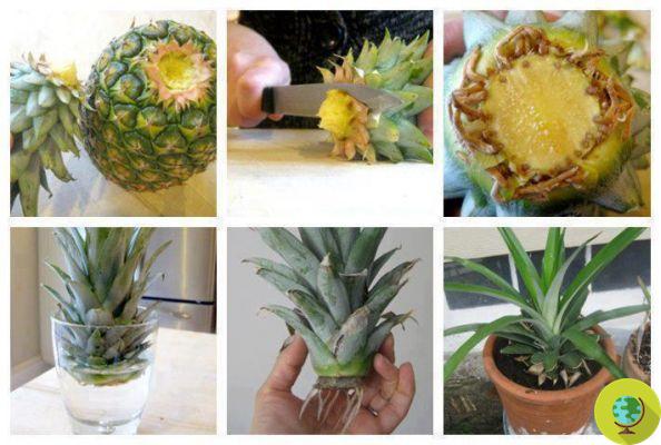How to grow pineapple in pots