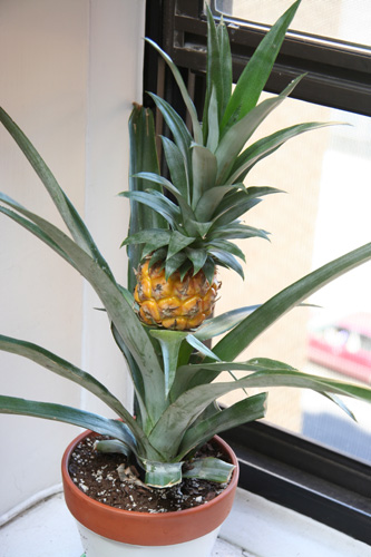 Comment faire pousser de l'ananas en pot