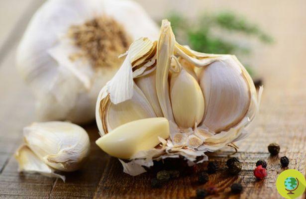 An ancient garlic remedy to annihilate the super antibiotic resistant Staphylococcus