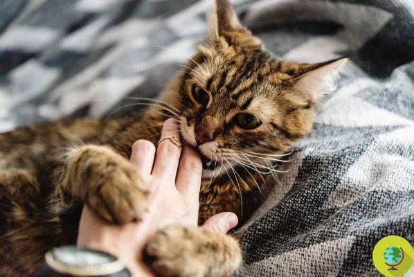 Pourquoi votre chat mord-il ? Les 6 raisons les plus courantes et comment y mettre un terme