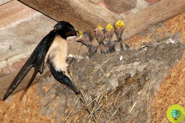 The swallows are about to return, let's protect them! Destroying their nests is a crime