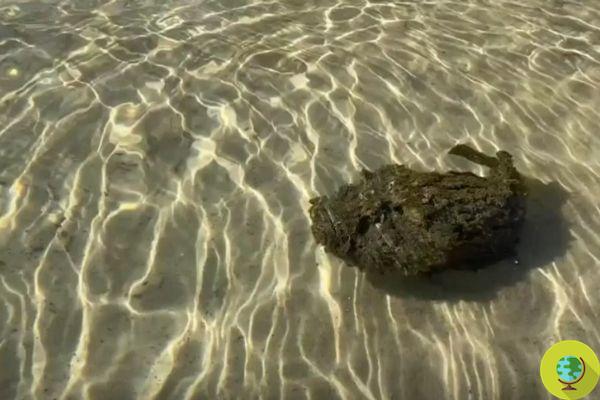 Parece uma rocha coberta de algas, mas é o peixe mais venenoso do mundo (VÍDEO)