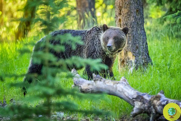 Urso morto a tiro nos Pirenéus: um crime que põe em risco toda a espécie protegida