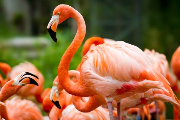 AAA, candidatos procuraram cuidar de flamingos cor de rosa nas Bahamas