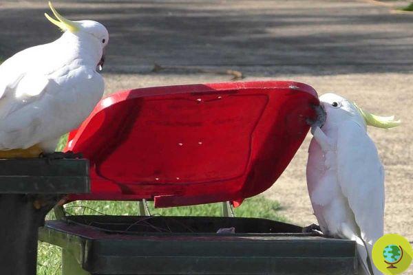 Reduzimos seus habitats e agora os papagaios cacatua aprenderam a abrir latas de lixo