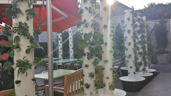 In Hollywood a restaurant with a vegetable garden next to the tables