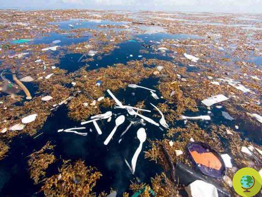 O Caribe sufocado por toneladas de plástico. As fotos chocantes que nunca queremos ver