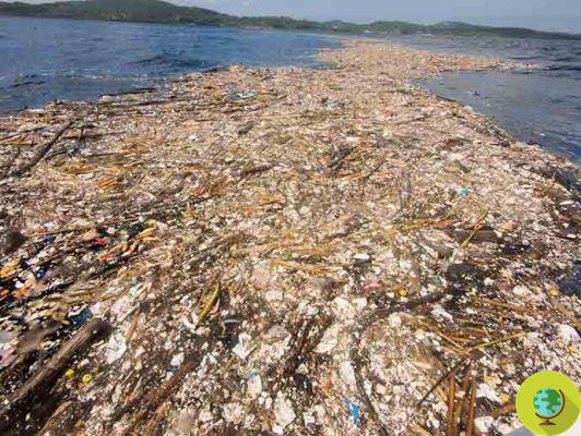 The Caribbean suffocated by tons of plastic. The shocking photos we never want to see