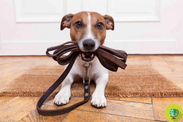 Dogs: short leash and muzzle. From the Ministry the new rules for the bosses