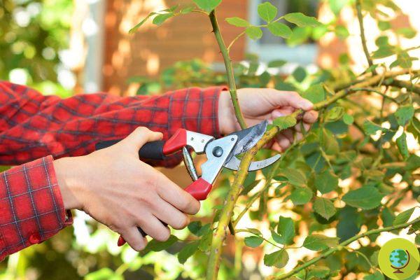 Which plants, trees or vines need to be pruned in September?