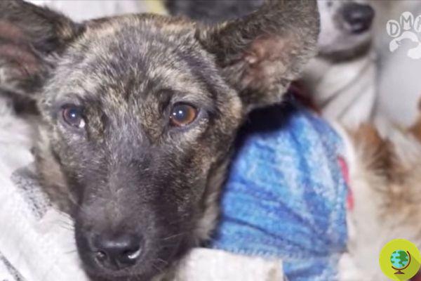 53 cães destinados ao abate foram resgatados momentos antes de serem mortos