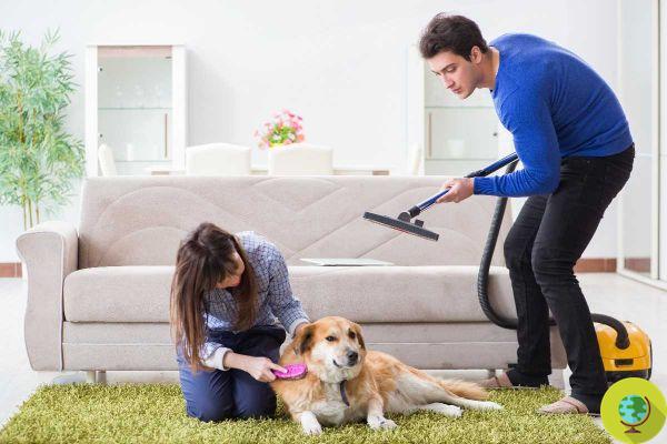 Dicas e truques para remover pêlos de cães e gatos de móveis, tapetes e pisos