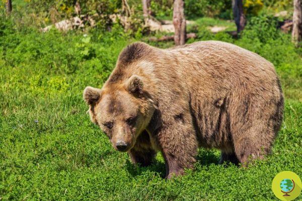 The Marsican brown bear is seriously threatened with extinction