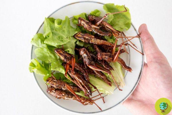 Locusts for food use: after the moths, EFSA gives the green light to the consumption of these edible insects in Europe