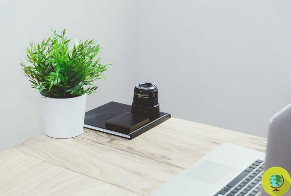 Cultivar una plántula en tu escritorio te hace más productivo
