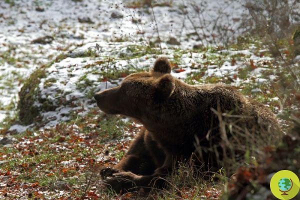 Tuberculose : l'ours marsicain est menacé d'extinction brutale