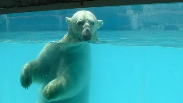 Farewell to Yupik, the polar bear: 25 years in the heat in a Mexican zoo