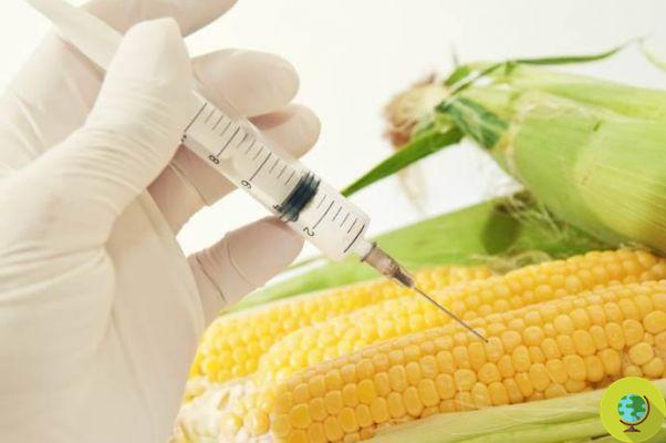 The European Commission has authorized 5 new GMOs for food and feed