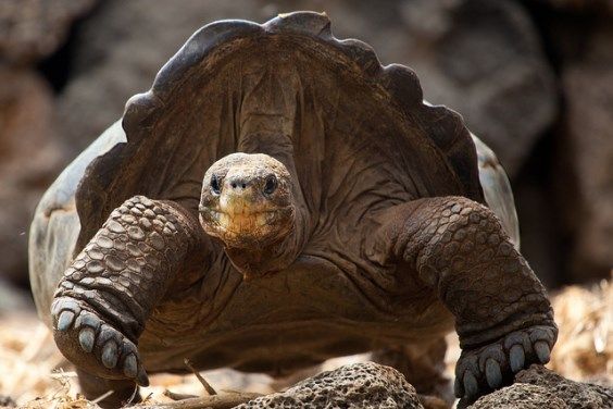 Tortugas gigantes que se creía extintas regresan a sus Galápagos después de 100 años
