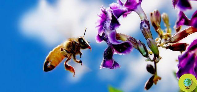 A cidade que plantou 1000 hectares de flores para as abelhas (PETIÇÃO)