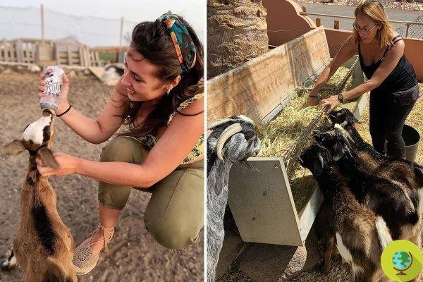 ¡El Arca de Noé existe! La granja de Fuerteventura donde estos veterinarios tratan a los animales abandonados en la isla
