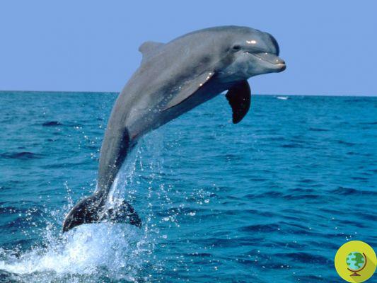 India says no to the construction of dolphinaria