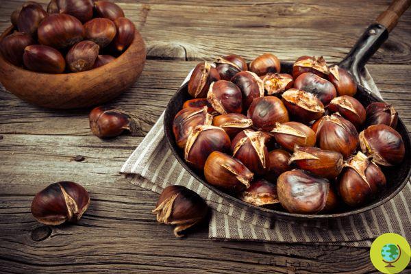 Chestnuts: properties, uses and how to cook them to enhance all their benefits