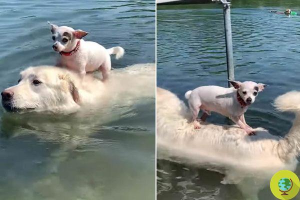 O cachorro nada na piscina enquanto carrega um chihuahua que tenta manter o equilíbrio