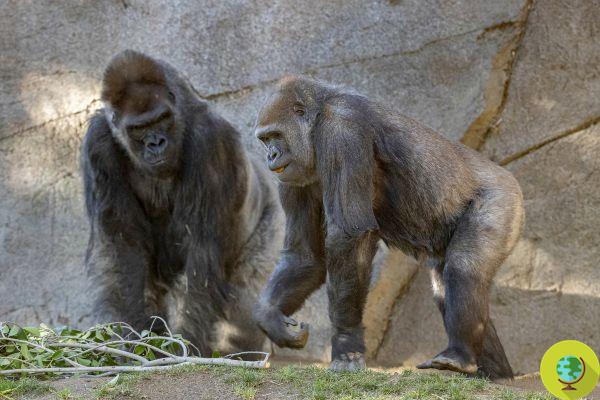 El gorila con Covid-19 en el zoológico de San Diego tratado con anticuerpos monoclonales