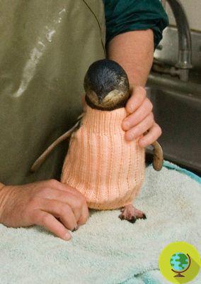 Camisolas tentaram salvar os pinguins do petróleo