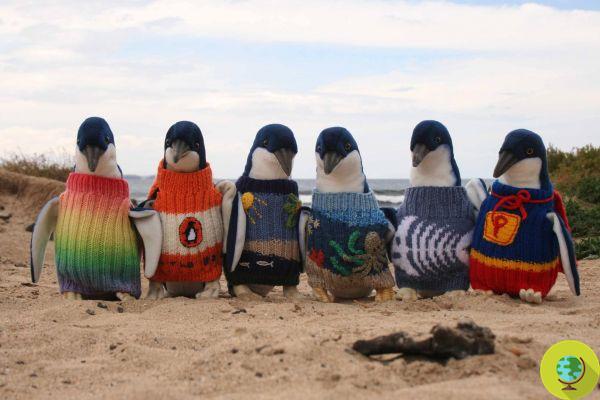 Sweaters sought to save the penguins from oil