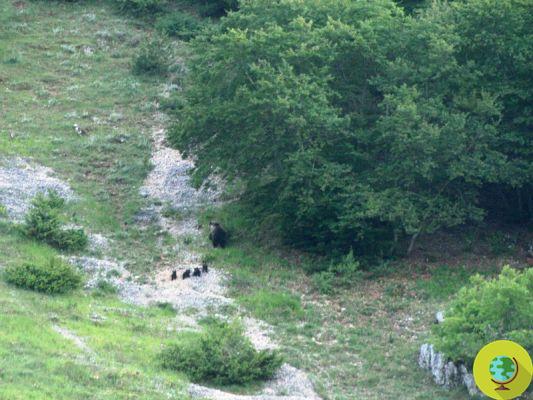 Première ourse mère observée marchant avec 4 oursons dans le parc national des Abruzzes