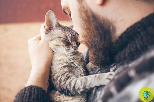 Too much cuddling stresses cats: 4 tips for happy cats