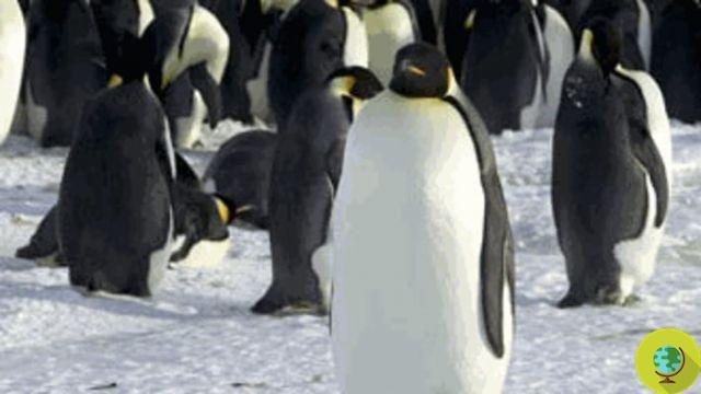 Pingüinos emperador: el censo viene del espacio