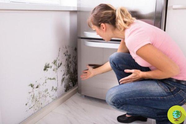 Mold: what it is, how it forms and what are the best remedies to eliminate it