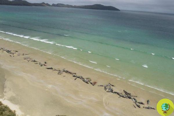 145 baleias-piloto encalhadas na Nova Zelândia: abate em massa, todas morreram