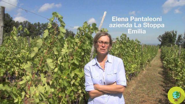 Resistência Alsaciana: um documentário sobre produtores de vinho natural que desafiam os OGMs