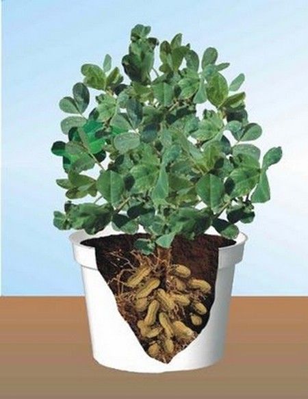 How to grow peanuts in pots