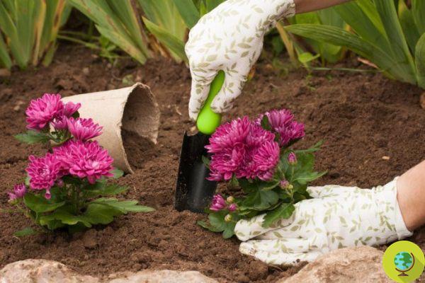 Chrysanthemum: how to grow it in pots or in the garden