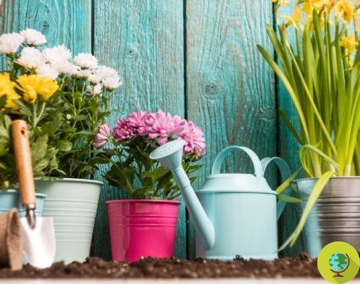 Chrysanthème : comment le cultiver en pot ou au jardin