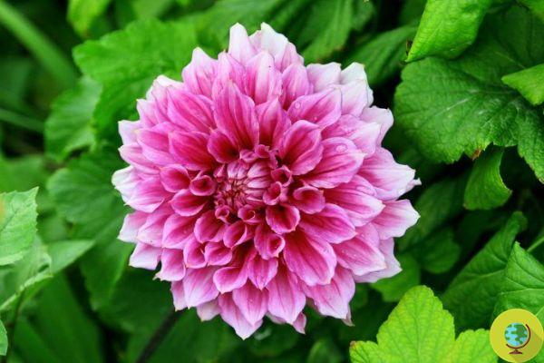 Chrysanthemum: how to grow it in pots or in the garden