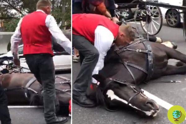 Horse trips and falls, the driver kicks him in the middle of the road