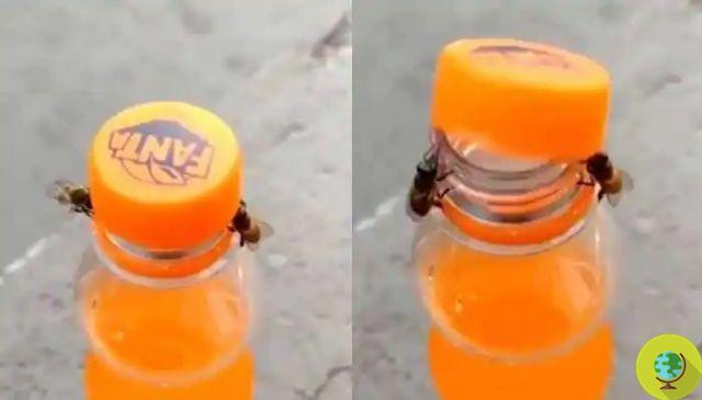 The incredible feat of two bees who unscrew the cap of the orange juice, collaborating